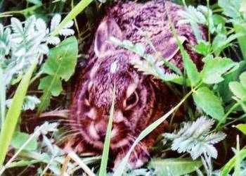 Łowiec świętokrzyski Księgarnia Warszawa Łowiec świętokrzyski Księgarnia Warszawa