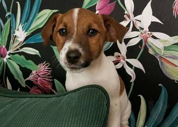 Wzorcowe Jack Russell terrier doskonała budowa rodzice FCI