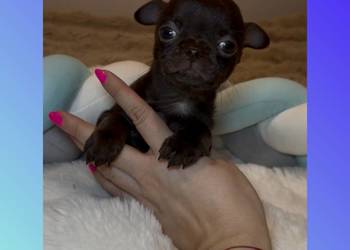 Chihuahua krótkowłosy czekoladowy piękny badania DNA , rodowód