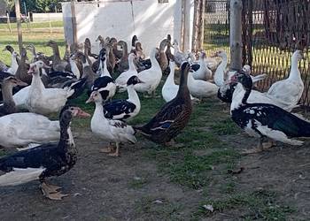ŻYWE SWOJSKIE : Kaczory / Kaczki od Zaraz sporo sztuk - MIX" do UBOJU/CHÓW