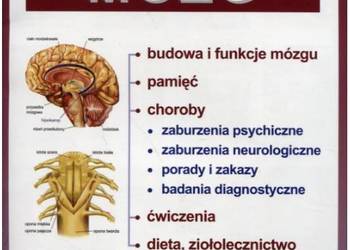 Mózg Porady Lekarza Rodzinnego