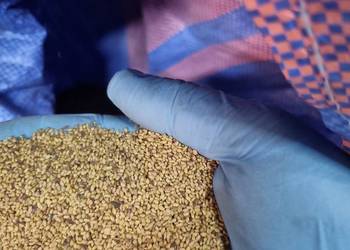 Nasiona lucerny znakomity dodatek do paszport, zbior 25