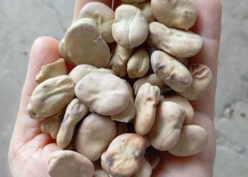 Bób bizon Bób bizon