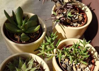 Kpl 4 sukulenty w osłonkach Delosperma Haworthia Trichodiadema kolekcja