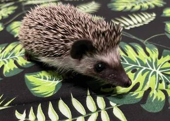 Jeż pigmejski Samiczka – spokojna i delikatna