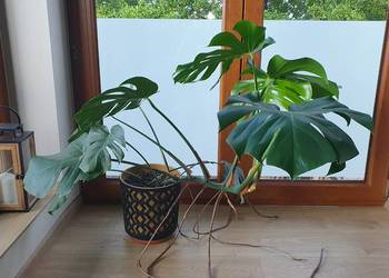 Monstera w doniczce