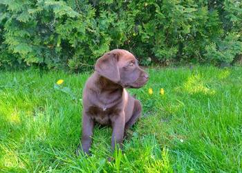 Labrador retriever szczenięta