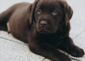 Labrador Retriever Piesek