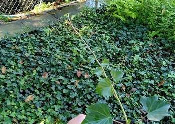 P9 HURT 100 SZTUK BLUSZCZ HEDERA HELIX ZIMOZIELONY