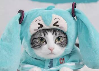 nowa czapeczka anime dla zwierzaka lub lalki