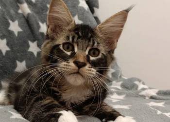 ELAN Mageli kocurek Maine coon
