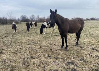 Wałach Iwar APH APALLOUS