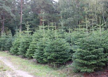 CHOINKI  - Jodła Kakuaska 1M-3,5M hurt detal