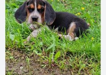 Szczeniaki Beagle tricolor