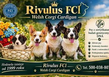 Welsh Corgi Cardigan piękne szczenięta po Champion ach, badania genetyczne
