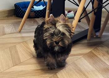 York czekoladowy piesek Ocean Pearl Yorki DO odbioru