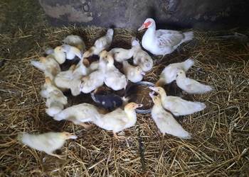 Sprzedam Kaczki PEKIN - 10 tygodniowe