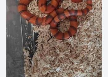 Wąż mleczny/ lancetogłów z terrarium sprzedam lub zamienię