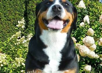 Duży Szwajcarski Pies Pasterski szczeniak szczeniaki szczenięta ZKwP wiosna