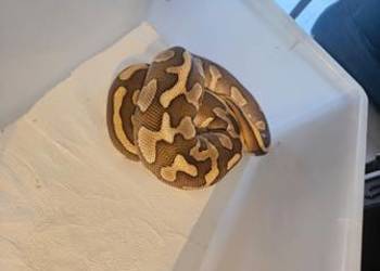 Hodowla wezy pyton królewski 4 szt