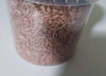 Sprzedam suszony Gammarus