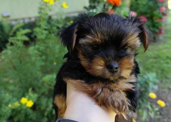Yorkshire Terrier