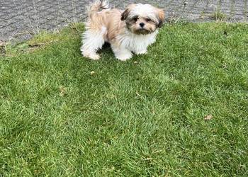 Shih Tzu śliczny szczeniak z rodowodem