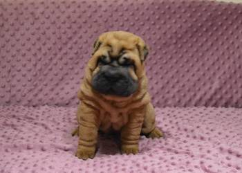 Szczenięta Shar Pei FCI