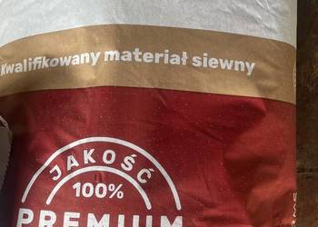Pszenica jara Licamero - Materiał siewny kwalifikat