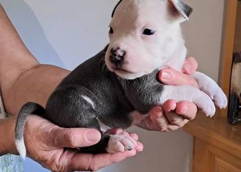 Amstaff zkwp fci BLUE piesek