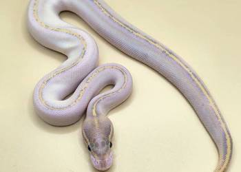 Python Regius - 2026 *mlody*