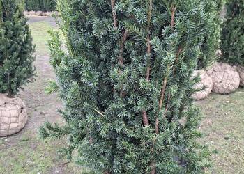 Mega Wysoki Żywopłot Cis Hicksii