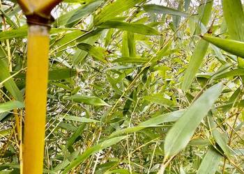 Bambus Phyllostachys Aureosulcata f. Aureocaulis 5l