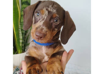 SAMIEC Jamnik krótkowłosy Choco Merle podpalany BLAZAR Kraków