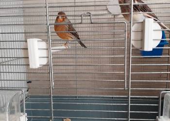 Kanarki para lęgowa