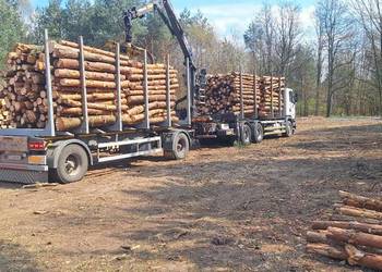 Mulczowanie, Wycinka drzew, Czyszczenie działek, Karczowanie,Frezowanie pni