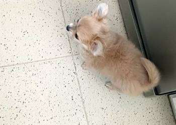 Chihuahua Beżowa  Mini Mini Krótkowłosa Sunia