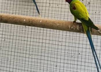 Aleksandretta śliwoglowa