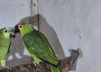 Sprzedam amazonkę ekwadorska