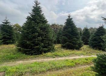 choinka xxl 3 4 5 6 7 8 m jodła kaukaska premium