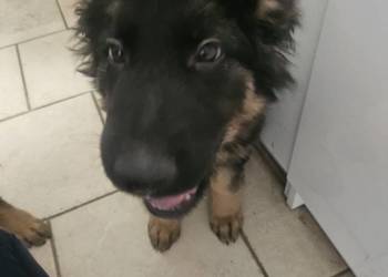 Szczeniaczki Rasy Owczarek Niemiecki długowłosy 1500 zł juz do odbioru