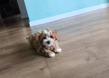 Piesek Maltipoo