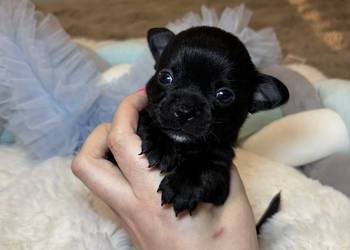 Piesek czarny krótkowłosy chihuahua badania DNA rodowód