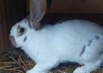 Sprzedam królika samca