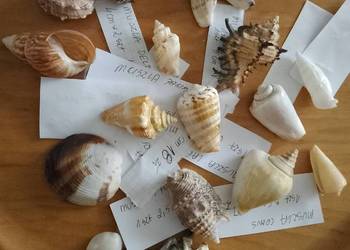 Muszle morskie kpl 19 sztuk