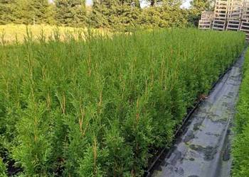 Tuja Szmaragd/ Thuja occidentalis 'Smaragd' P9 15-25cm