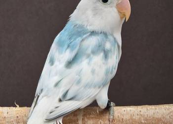 Nierozlaczka Fischer nierozłączki młode do oswojenia jak I Dojrzałe na lęgi