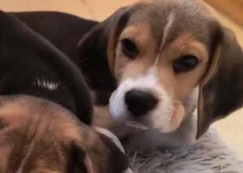 Cudowny Beagielek ZKwP (FCI) po chamiponie