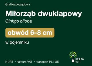 Miłorząb dwuklapowy (Ginkgo biloba) obwód 6-8 cm, w pojemniku – HURT