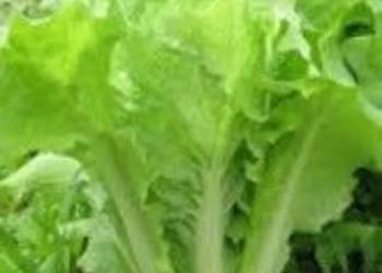 Japońska kapusta całoroczna kosmiczna szybkorosnąca